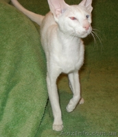 Белая сиамская кошечка - ФОРИНВАЙТ - <ro>Изображение</ro><ru>Изображение</ru> #2, <ru>Объявление</ru> #873746