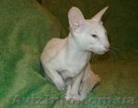 Белая сиамская кошечка - ФОРИНВАЙТ - <ro>Изображение</ro><ru>Изображение</ru> #5, <ru>Объявление</ru> #873746