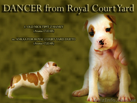  Стафф  Терьер. Выставочные щенки!мальчики, - <ro>Изображение</ro><ru>Изображение</ru> #3, <ru>Объявление</ru> #247026