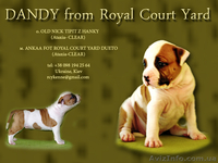  Стафф  Терьер. Выставочные щенки!мальчики, - <ro>Изображение</ro><ru>Изображение</ru> #4, <ru>Объявление</ru> #247026