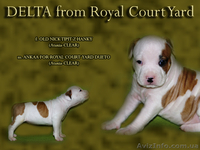  Стафф  Терьер. Выставочные щенки!мальчики, - <ro>Изображение</ro><ru>Изображение</ru> #6, <ru>Объявление</ru> #247026