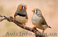 ПОДАРЮ  в Хорошие  и Надежные руки Семью Зебровых Амадинов - <ro>Изображение</ro><ru>Изображение</ru> #1, <ru>Объявление</ru> #886888