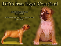  Стафф  Терьер. Выставочные щенки!мальчики, - <ro>Изображение</ro><ru>Изображение</ru> #7, <ru>Объявление</ru> #247026