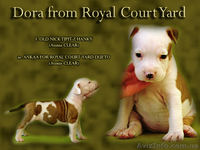  Стафф  Терьер. Выставочные щенки!мальчики, - <ro>Изображение</ro><ru>Изображение</ru> #8, <ru>Объявление</ru> #247026