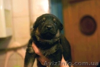 Крупные щенки немецкой овчарки!!!!!! - <ro>Изображение</ro><ru>Изображение</ru> #4, <ru>Объявление</ru> #877085