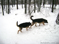 Крупные щенки немецкой овчарки!!!!!! - <ro>Изображение</ro><ru>Изображение</ru> #2, <ru>Объявление</ru> #877085