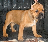 Кане-Корсо. Рыжий мальчик шоу-класса. - <ro>Изображение</ro><ru>Изображение</ru> #1, <ru>Объявление</ru> #875636