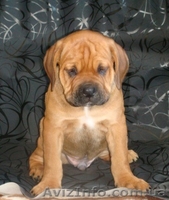 Кане-Корсо. Рыжий мальчик шоу-класса. - <ro>Изображение</ro><ru>Изображение</ru> #3, <ru>Объявление</ru> #875636