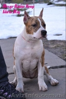  Американского Стаффоршидского Терьера - <ro>Изображение</ro><ru>Изображение</ru> #4, <ru>Объявление</ru> #223059