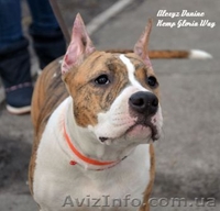Амер.Стафф. Терьера супер щенки девочки - <ro>Изображение</ro><ru>Изображение</ru> #5, <ru>Объявление</ru> #229078