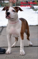  Американского Стаффоршидского Терьера - <ro>Изображение</ro><ru>Изображение</ru> #7, <ru>Объявление</ru> #223059