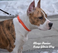  Американского Стаффоршидского Терьера - <ro>Изображение</ro><ru>Изображение</ru> #2, <ru>Объявление</ru> #223059