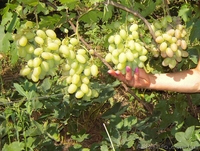 продам - саженцы винограда - <ro>Изображение</ro><ru>Изображение</ru> #1, <ru>Объявление</ru> #889780