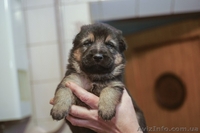 Крупные щенки немецкой овчарки!!!!!! - <ro>Изображение</ro><ru>Изображение</ru> #6, <ru>Объявление</ru> #877085