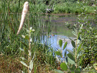 Шикарная прибрежная земля для Вашей усадьбы, две стороны по "урезу воды". - <ro>Изображение</ro><ru>Изображение</ru> #7, <ru>Объявление</ru> #879830