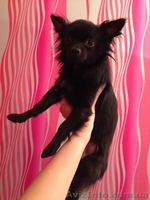 Породистый кобель чихуахуа предлагается для вязки ! - <ro>Изображение</ro><ru>Изображение</ru> #2, <ru>Объявление</ru> #878065