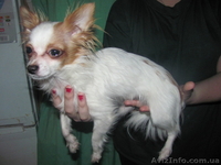 срочно  продам  чихуа  - <ro>Изображение</ro><ru>Изображение</ru> #4, <ru>Объявление</ru> #875273