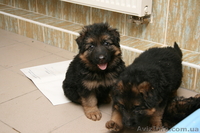 Купили щенка - приобрели верного друга и надежного защитника - <ro>Изображение</ro><ru>Изображение</ru> #1, <ru>Объявление</ru> #891723