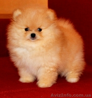 Померанский шпиц - золотой щенок для вас - <ro>Изображение</ro><ru>Изображение</ru> #4, <ru>Объявление</ru> #889679