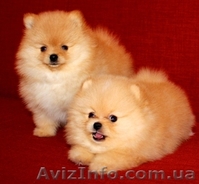 Померанский шпиц - золотой щенок для вас - <ro>Изображение</ro><ru>Изображение</ru> #1, <ru>Объявление</ru> #889679