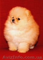 Померанский шпиц - золотой щенок для вас - <ro>Изображение</ro><ru>Изображение</ru> #3, <ru>Объявление</ru> #889679