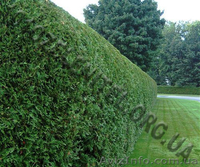 Стрижка живой изгороди, обрезка сада, обработка от вредителей. - <ro>Изображение</ro><ru>Изображение</ru> #3, <ru>Объявление</ru> #885802