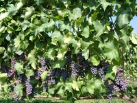 продам - саженцы винограда - <ro>Изображение</ro><ru>Изображение</ru> #2, <ru>Объявление</ru> #889780