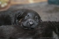 Крупные щенки немецкой овчарки!!!!!! - <ro>Изображение</ro><ru>Изображение</ru> #9, <ru>Объявление</ru> #877085