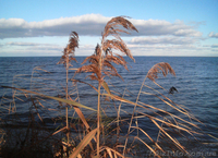 Участок по 1-й линии от воды с парком - <ro>Изображение</ro><ru>Изображение</ru> #9, <ru>Объявление</ru> #877413