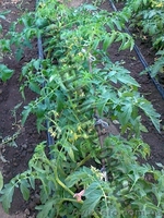 Автоматический полив и капельное орошение. - <ro>Изображение</ro><ru>Изображение</ru> #5, <ru>Объявление</ru> #885765