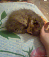 Пушистый котёнок в хорошие руки - <ro>Изображение</ro><ru>Изображение</ru> #2, <ru>Объявление</ru> #887265