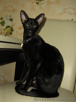 Магические черные ориентальные котята - <ro>Изображение</ro><ru>Изображение</ru> #6, <ru>Объявление</ru> #882545
