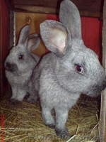 Продаю кроликов породы серебристый - <ro>Изображение</ro><ru>Изображение</ru> #2, <ru>Объявление</ru> #886330