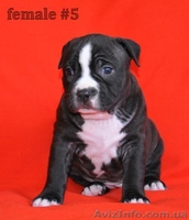 Продается щенок американского стаффордширского терьера из питомника "Ray Set" ! - <ro>Изображение</ro><ru>Изображение</ru> #2, <ru>Объявление</ru> #889178