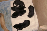 Крупные щенки немецкой овчарки!!!!!! - <ro>Изображение</ro><ru>Изображение</ru> #3, <ru>Объявление</ru> #877085