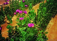 Огуречная сетка - <ro>Изображение</ro><ru>Изображение</ru> #2, <ru>Объявление</ru> #880126