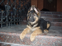 Купили щенка - приобрели верного друга и надежного защитника - <ro>Изображение</ro><ru>Изображение</ru> #3, <ru>Объявление</ru> #891723