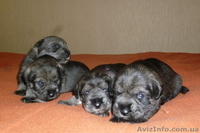 Яркие щенки миттельшнауцера - <ro>Изображение</ro><ru>Изображение</ru> #3, <ru>Объявление</ru> #874359