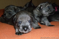 Яркие щенки миттельшнауцера - <ro>Изображение</ro><ru>Изображение</ru> #1, <ru>Объявление</ru> #874359