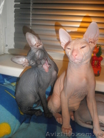 Донской сфинкс-котята - <ro>Изображение</ro><ru>Изображение</ru> #2, <ru>Объявление</ru> #873978