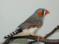 ПОДАРЮ  в Хорошие  и Надежные руки Семью Зебровых Амадинов - <ro>Изображение</ro><ru>Изображение</ru> #3, <ru>Объявление</ru> #886888