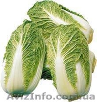 Пекинка отличного качества - <ro>Изображение</ro><ru>Изображение</ru> #2, <ru>Объявление</ru> #877402