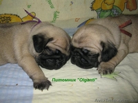 Мопс,перспективные палевые щенки КСУ - <ro>Изображение</ro><ru>Изображение</ru> #3, <ru>Объявление</ru> #886540