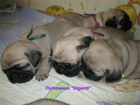 Мопс,перспективные палевые щенки КСУ - <ro>Изображение</ro><ru>Изображение</ru> #4, <ru>Объявление</ru> #886540