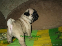 Мопс,перспективные палевые щенки КСУ - <ro>Изображение</ro><ru>Изображение</ru> #6, <ru>Объявление</ru> #886540