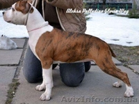 Амер.Стафф. Терьера супер щенки девочки - <ro>Изображение</ro><ru>Изображение</ru> #1, <ru>Объявление</ru> #229078