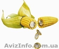 семена для посева, семена полевых и озимых культур - <ro>Изображение</ro><ru>Изображение</ru> #5, <ru>Объявление</ru> #842893