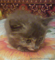 Пушистый котёнок в хорошие руки - <ro>Изображение</ro><ru>Изображение</ru> #3, <ru>Объявление</ru> #887265