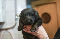 Крупные щенки немецкой овчарки!!!!!! - <ro>Изображение</ro><ru>Изображение</ru> #5, <ru>Объявление</ru> #877085