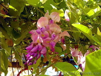 Глициния (Вистерия). Саженцы Глицинии (закрытая корневая), семена. - <ro>Изображение</ro><ru>Изображение</ru> #5, <ru>Объявление</ru> #887037